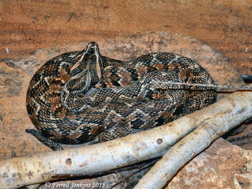 Palestinian Viper at the HaiBar Reserve near Eilat, Israel. Photo by Ferrell Jenkins.